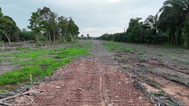Cleared tropical forest land and deforested areas surrounding oil palm plantations, showing soil traces and new regrowth.