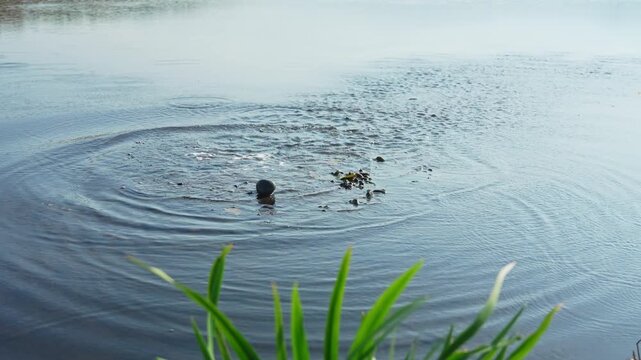 Stone falls into pond, creating splashes and ripples on water. Circles in water or concentric ripples are capillary waves. Liquid surface tension transmit forces in all directions. Thrown pebble