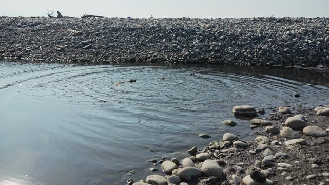Branch falls into pond, creating splashes and ripples on water. Circles in water or concentric ripples are capillary waves. Liquid surface tension transmit forces in all directions. Thrown branch