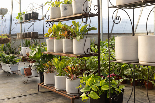 Multi-tiered wrought-iron shelving is holding white ceramic pots with leafy plants in greenhouse