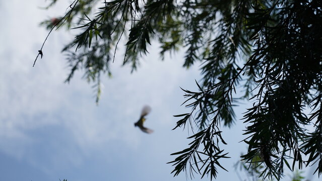 Bird Soaring Among the Branches of a Weeping Bottlebrush