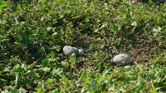 A stone falls onto the grass. Gravel falls onto the green grass with a dull thud