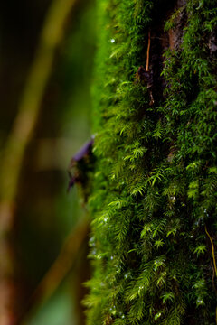 Vibrant green moss on tree trunk in tropical rainforest