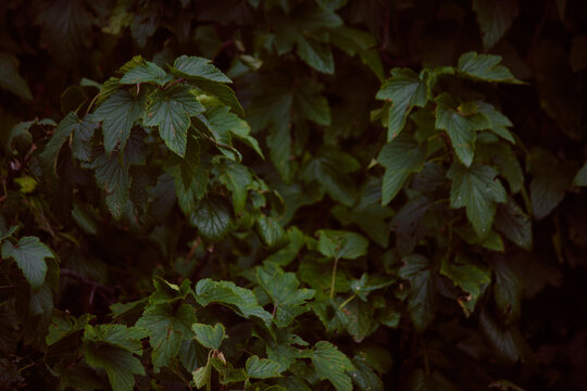 Currant (Ribes). Lush green shrub leaves in deep dark tones with soft shadows.