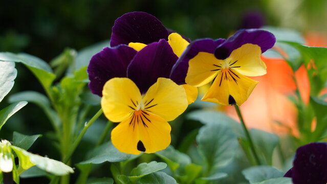 Beautiful Yellow and Purple Pansy Flowers in Bloom