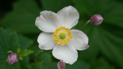 Fototapeta premium Elegant Anemone Flower Close Up Portrait