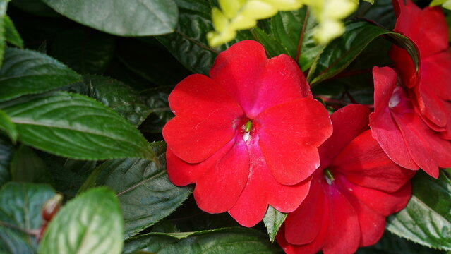 Vibrant Red Impatiens Flower Close Up