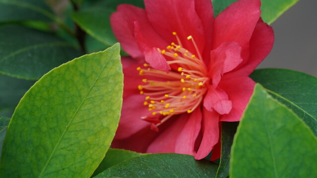 Beautiful Red Camellia Flower in Full Bloom