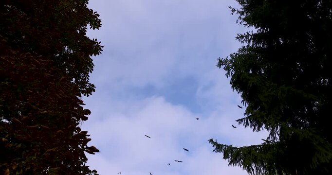Black-colored flying birds, crows, birds soar in the air above the spreading crown of foliage on an overcast summer day