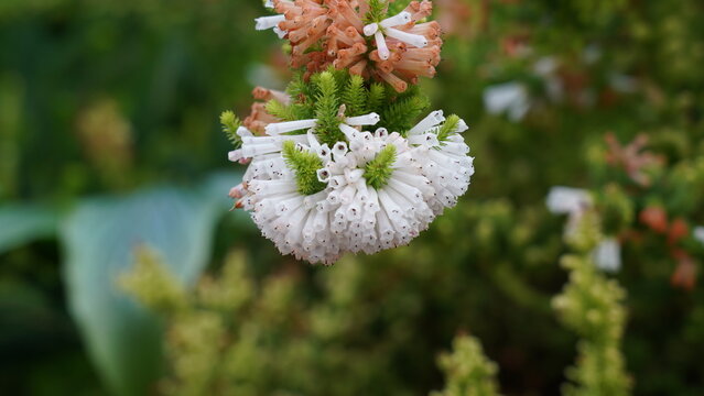 Andromeda Polifolia Bog Rosemary Flowering Shrub