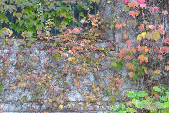 Enredadera en oto&ntilde;o
