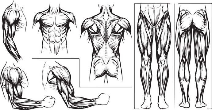 human muscular system anatomy muscles set torso back arm leg vector engraved vintage line art illustration