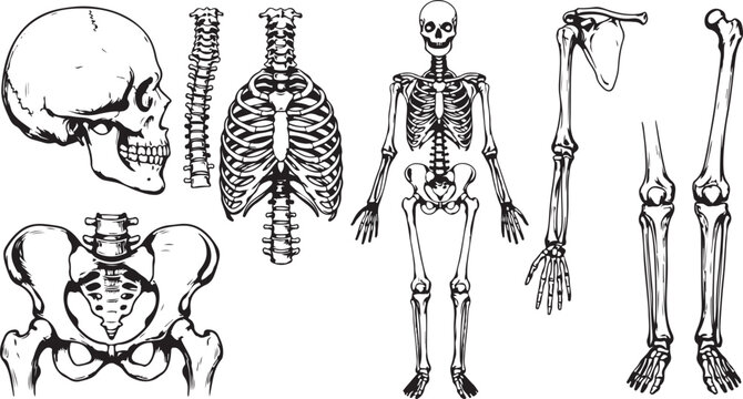 human skeleton anatomy bones set skull ribcage pelvis spine arm leg vector engraved vintage illustration