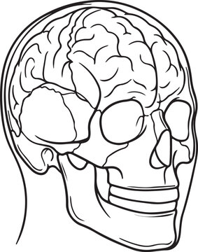 Human brain and skull anatomy vector illustration with head cross section profile line art design