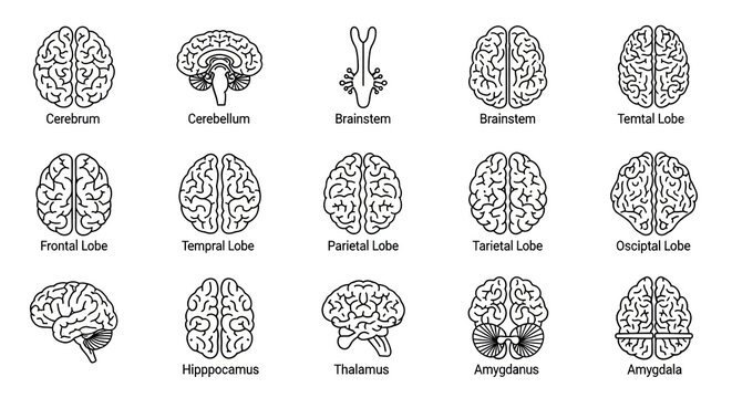 Set of human brain anatomy icons in line art style