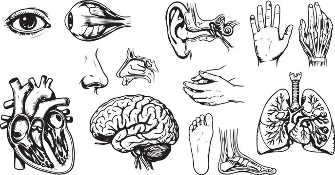 human organs anatomy senses set heart brain lungs eye ear nose vector engraved vintage line art illustration