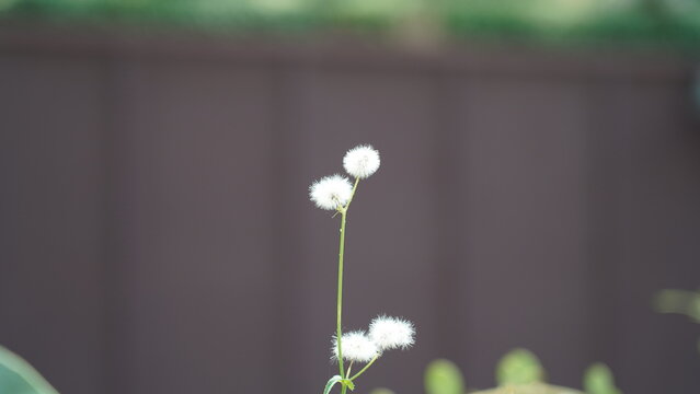 White Flowers Growing in the Garden in Summer Season