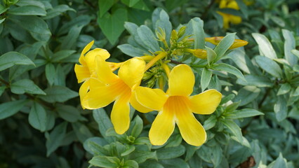 Bright Yellow Alamanda Flowers Golden Trumpet Vine Close Up © Jimmy