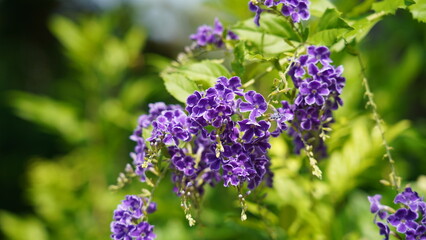 Fototapeta premium Duranta Erecta Plant Close Up Purple Skyflower Golden Dewdrop