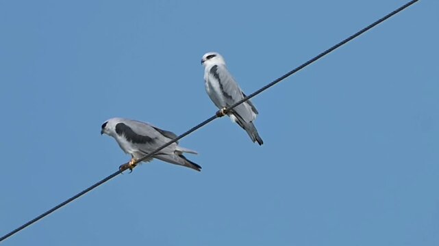 Two Black-winged Kites (Elanus caeruleus) perched on a utility wire against a clear blue sky, wild birds of prey observing their surroundings.