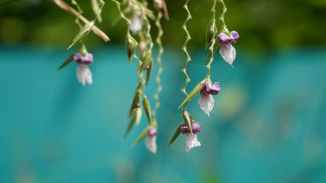 Thalia Dealbata Flowers in Bloom Nature Photography