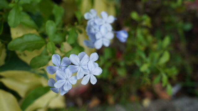 Sky Flower