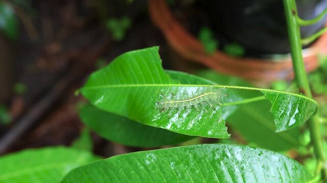 Hairy caterpillar crawling across vibrant green foliage after rainfall. Insect behavior, tropical biodiversity, environmental ecology, natural habitat and wildlife conservation concept.