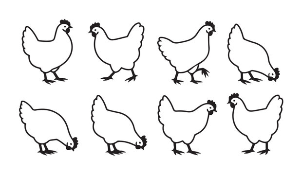Set of line art chicken poses including standing and pecking birds for poultry farm design.