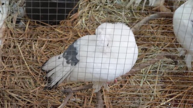 A bird is inside a cage.