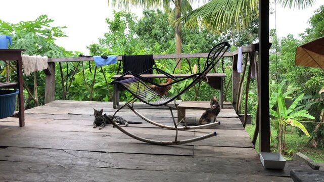 Rustic Wooden Deck in Tropical Jungle