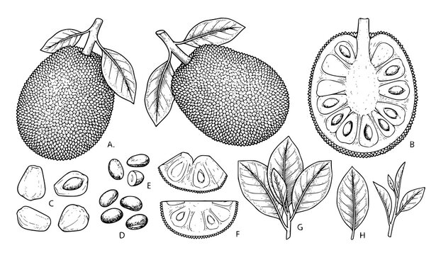 Exotic Jackfruit Hand Drawn Vector Illustration Set for Food Labels and Packaging