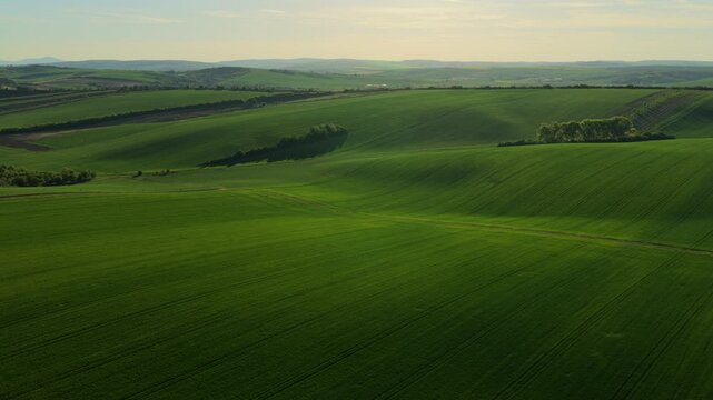 Aerial drone view of expansive green rolling farmland with tree lines and small wooded patches under a wide open sky, Moravia, Czech Republic.