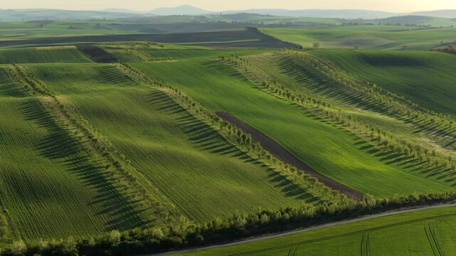 Aerial drone view of green rolling hills with diagonal rows of orchard trees and their long shadows across layered farmland, Moravia, Czech Republic.