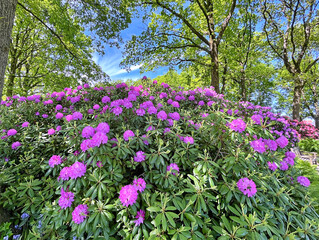 Fototapeta premium Big Azalea or rhododendron in the city park, Herning in Denmark