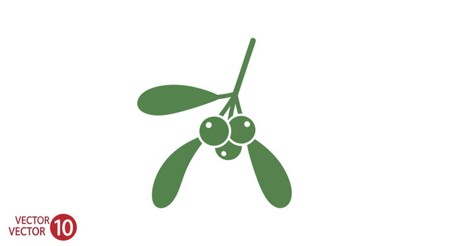 Mistletoe Leaves and Berries Closeup.