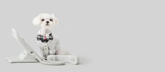 Naklejka premium Funny business Maltese dog with telephone on light background