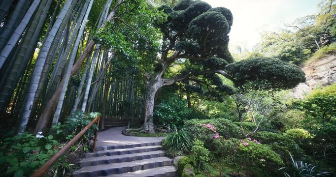 Path leading through bamboo and tree park - slow, steady cam shot