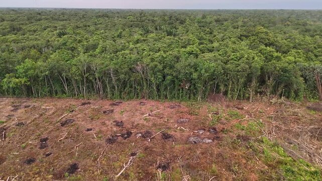 An aerial view showing the stark contrast or juxtaposition between deforested rainforest and clear-cut land bordering dense tropical forest.