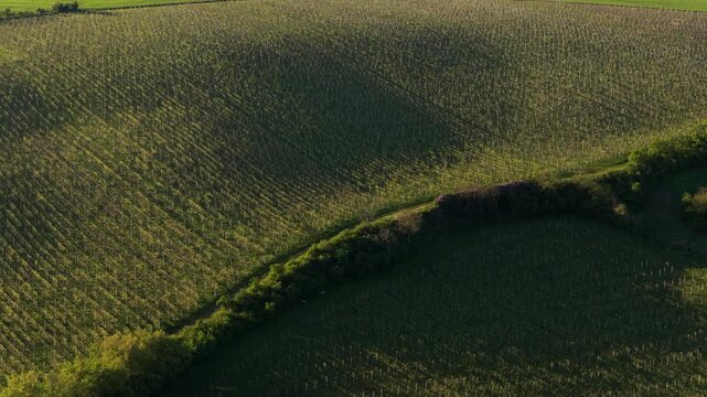Aerial drone view of a large hillside vineyard with gentle shadow patterns across the rolling vines, distant red buildings and green hills on the horizon, Moravia, Czech Republic.