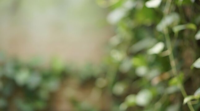 Abstract blurred green foliage and leaves with soft bokeh background creating a natural and serene out of focus image