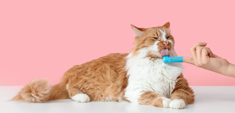 Owner brushing cute cat's teeth on table against pink background