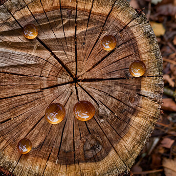 Tree Rings Close Up on Deforested Stump