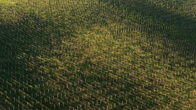 Overhead aerial view of a curved vineyard hillside with rows of young vines filling the entire frame in warm evening light, Czech wine country, Moravia, Czech Republic.