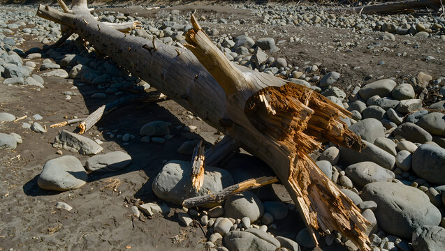 Fallen Giant Tree Across Dry Creek in Deforested Area