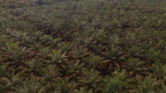 Aerial view of a tropical oil palm plantation stretching across the agricultural landscape.