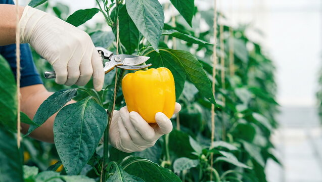 Yellow bell pepper harvesting with pruning shears by gloved hands in commercial greenhouse, sustainable agriculture concept.