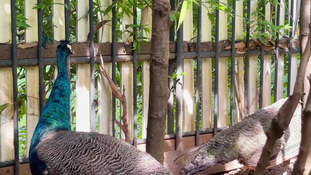 two young blue peacock hiding from the sun, juvenile peafowl walking away from its friend, wild bird behaviour in the afternoon