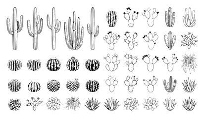 Isolated Cactus Vector Collection with Desert Succulent Plants on White Background © Mdyounus