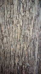 Fototapeta premium Close-up texture and pattern of natural tree bark.