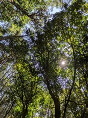 Fototapeta premium trees and sky